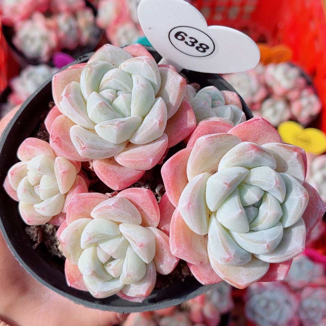 638号小老桩冰玉群