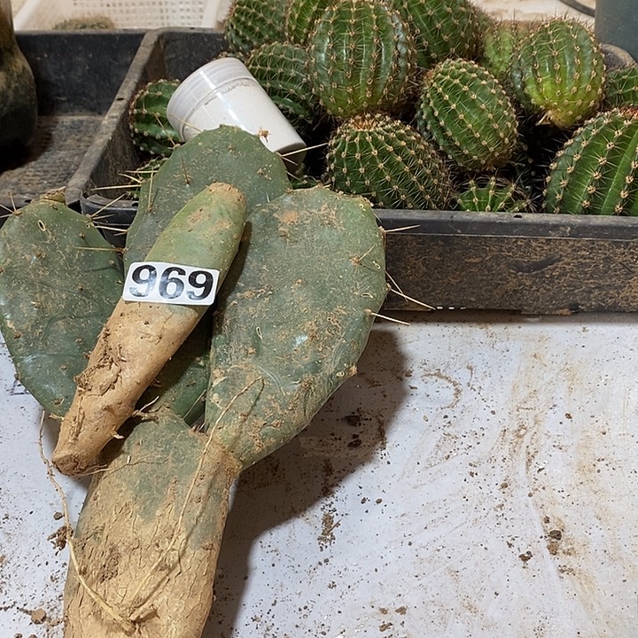 ****万黄大刺仙人掌969给好评