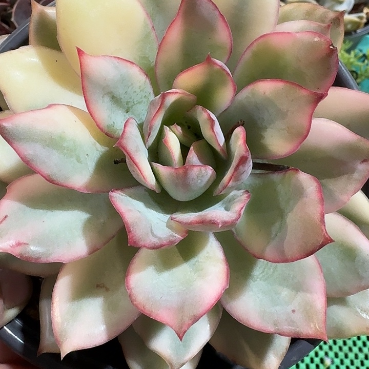 月光女神锦多肉植物