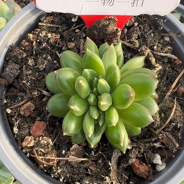柏拉图缀307多肉植物