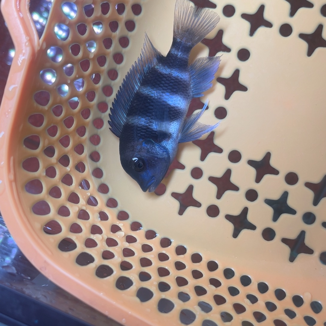 海水鱼台系伊巴卡