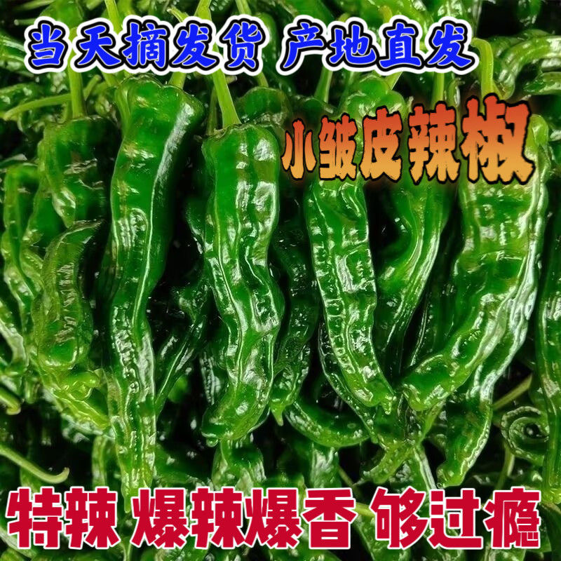 特辣小皱辣椒新鲜特辣香辣现摘薄皮小皱超辣邹皮蔬菜青椒