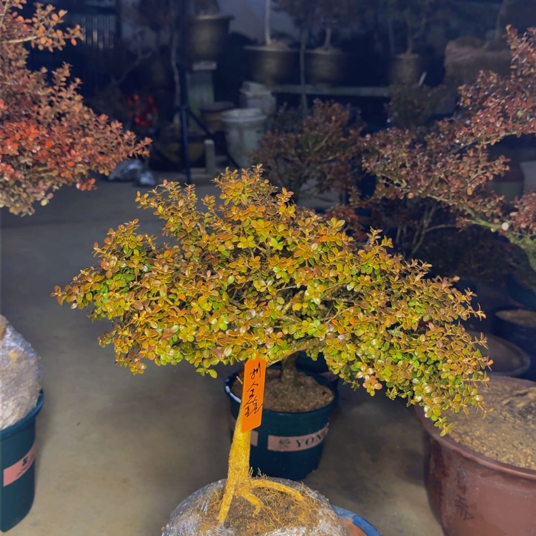 完全开放利****仔安徽珍珠黄杨