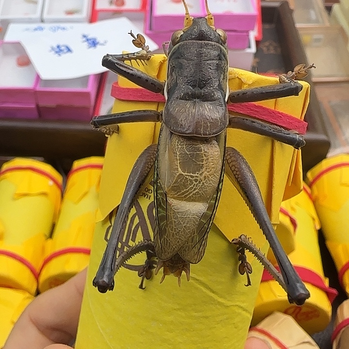 鸣虫虫具一个包邮