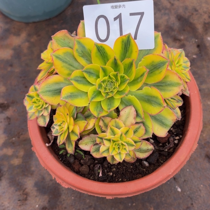 哈哈多肉葡萄福利017