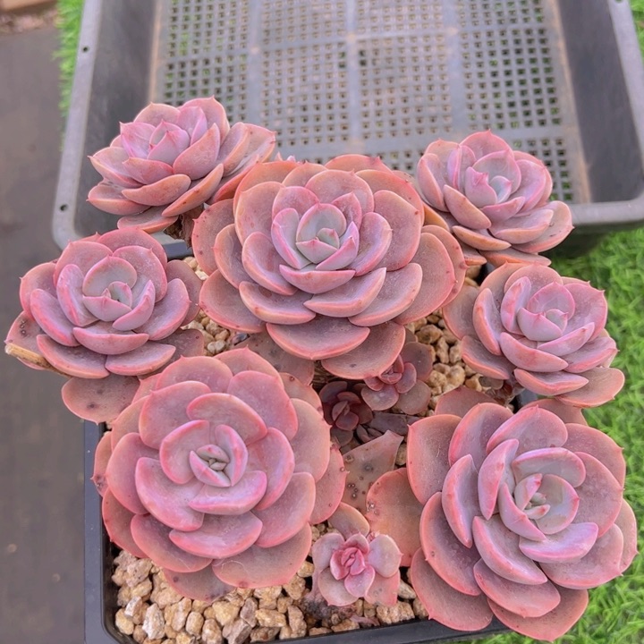 健健康康平平安安