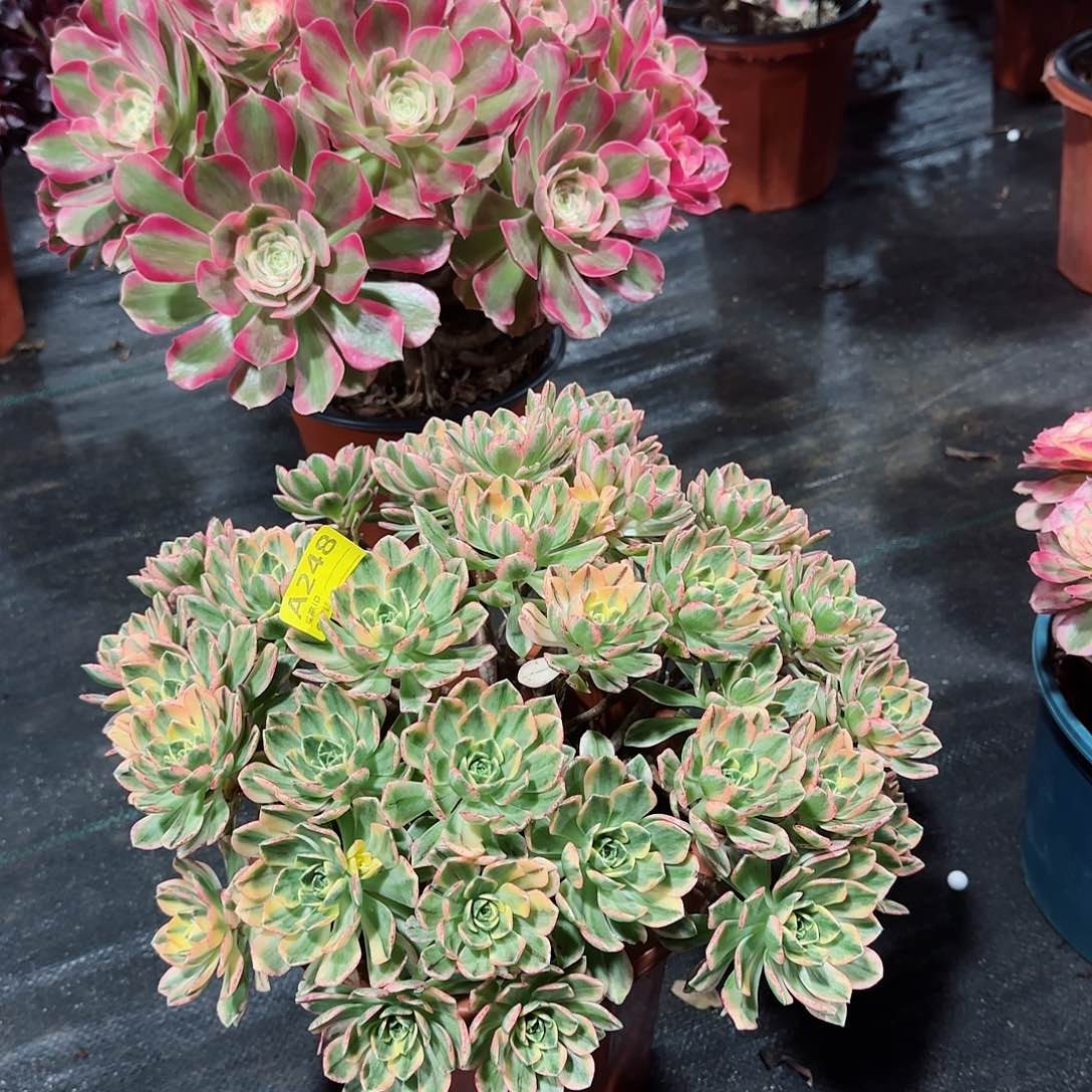 甜茶法师多肉植物248