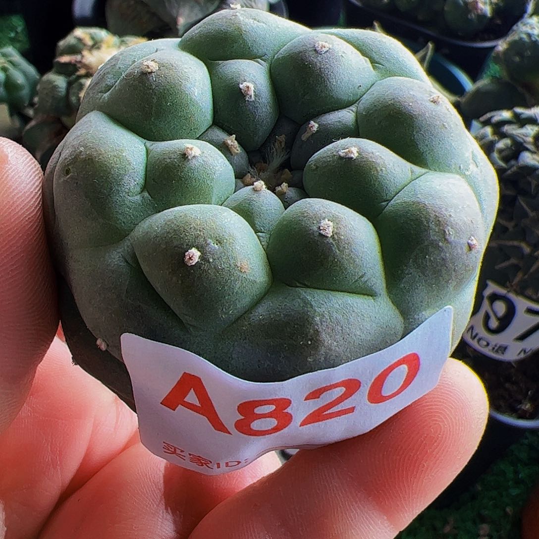 落地佛头仙头刚出根820