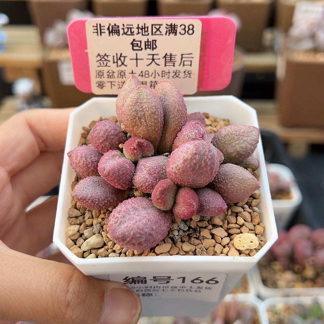 166糖果多肉植物