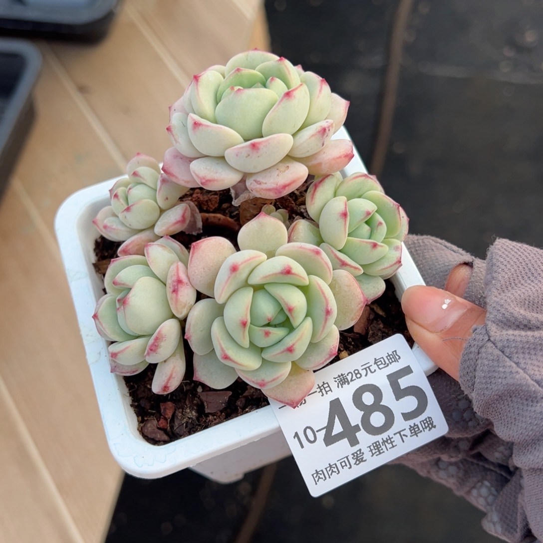 白底香草老桩多肉多肉多肉多肉