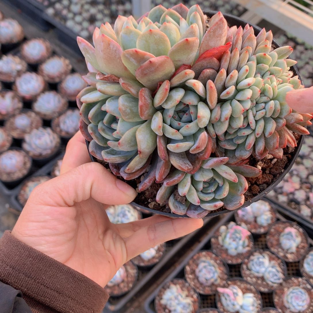 2511全明星缀在这里举行会议