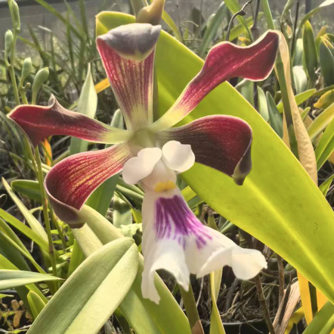 大头树兰 新店特价 买多优惠多多