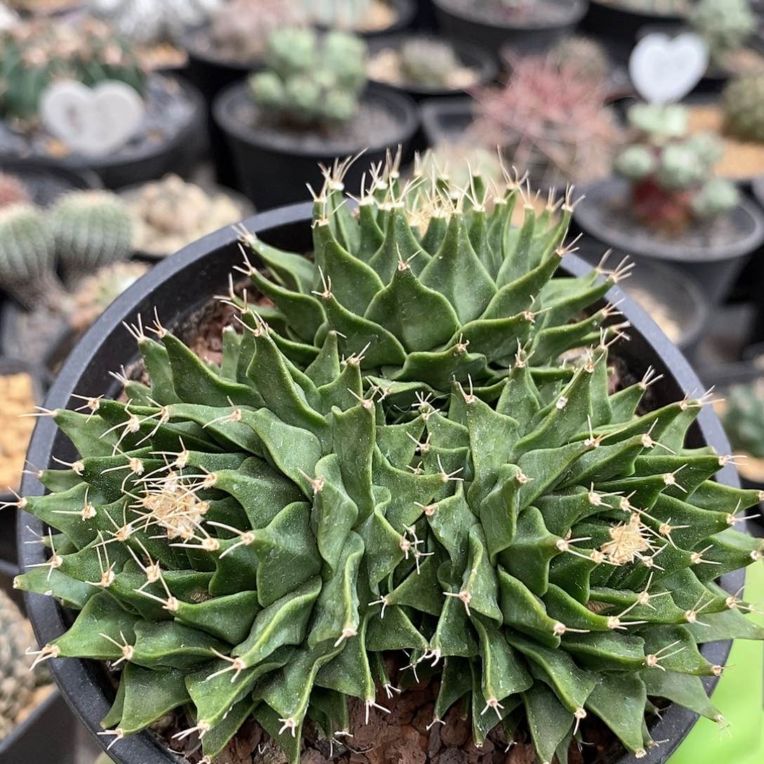 实生3头帝冠仙人球