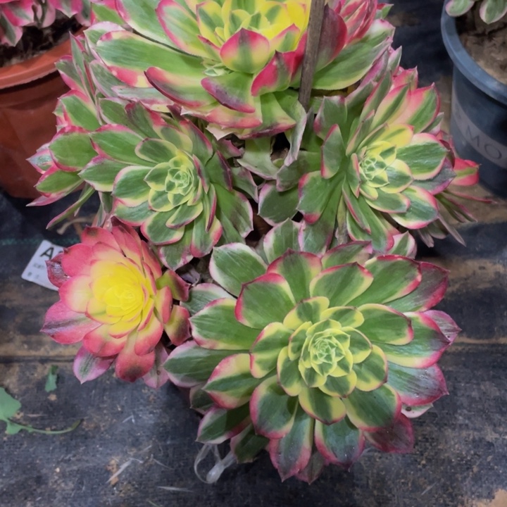 8***8050海仙11111多肉