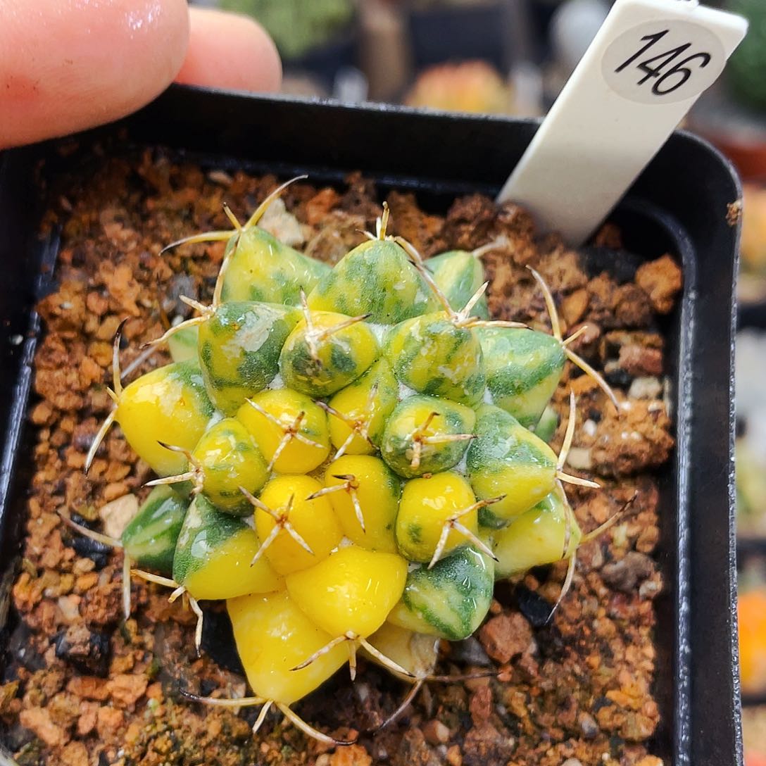 魔像锦非偏远地区满25包邮仙人球