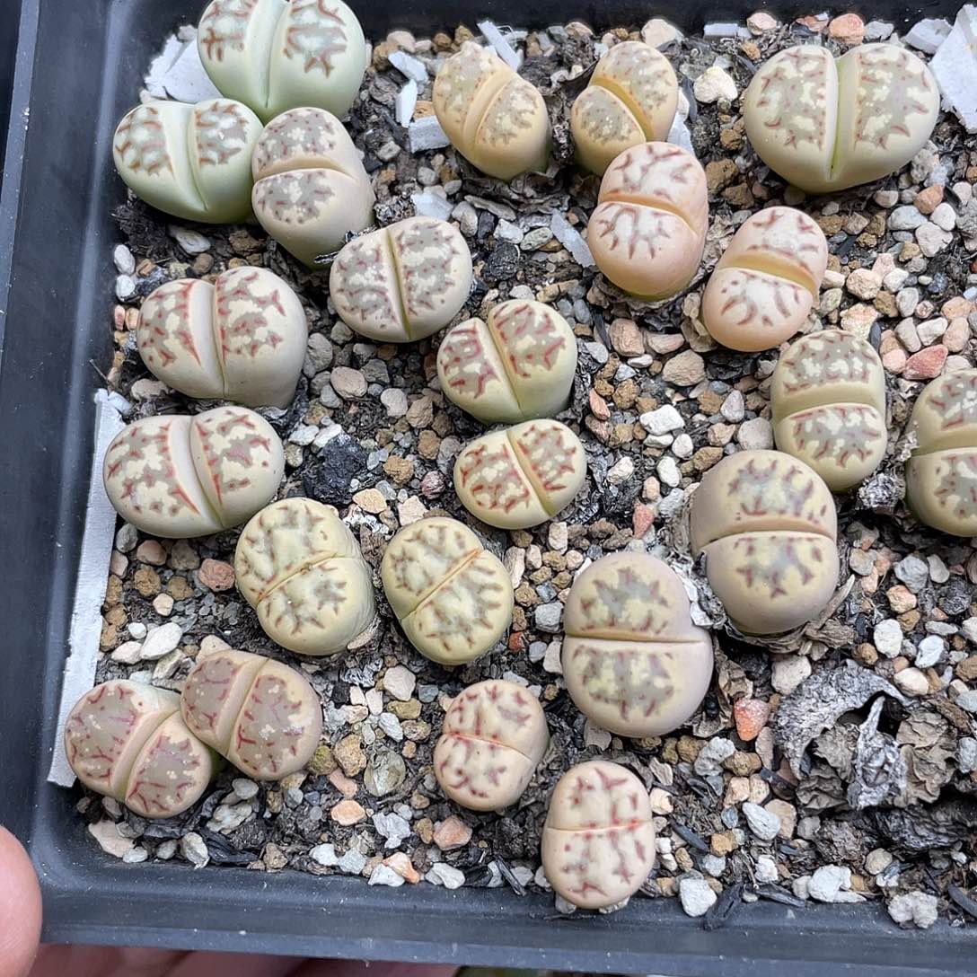 900花花花花，他花花