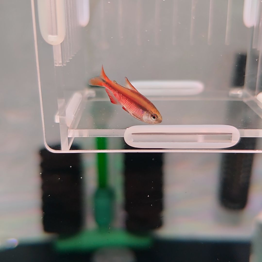 灯科鱼超级红魔鬼灯鱼