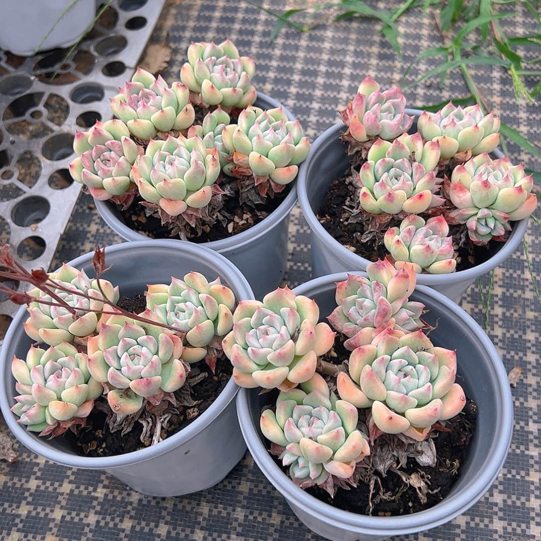 精品多肉望舒四个