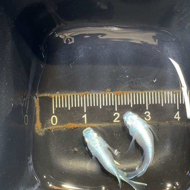 青鳉鱼22号拍品干支球球一组