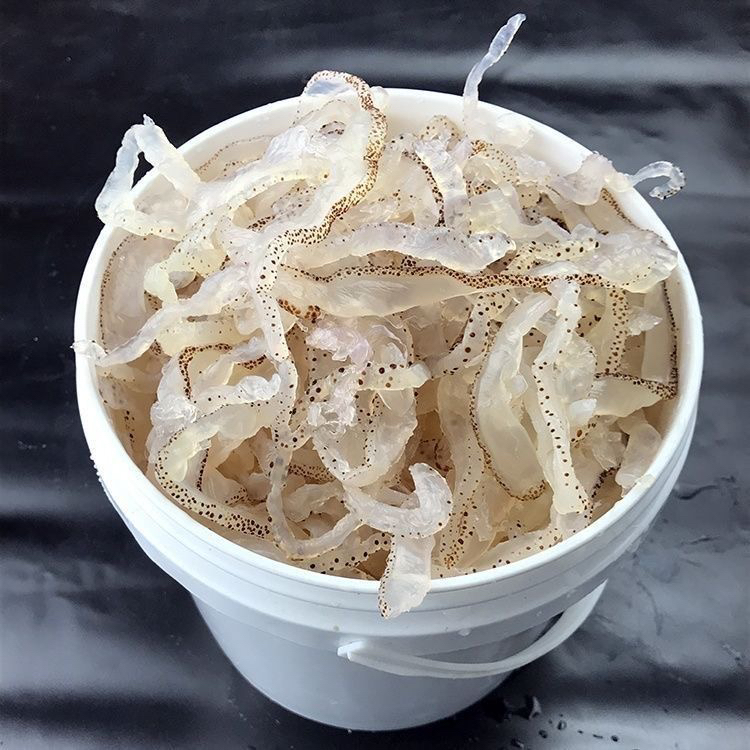 产地直发 珊瑚海蜇丝 净重5斤（额外加盐水)