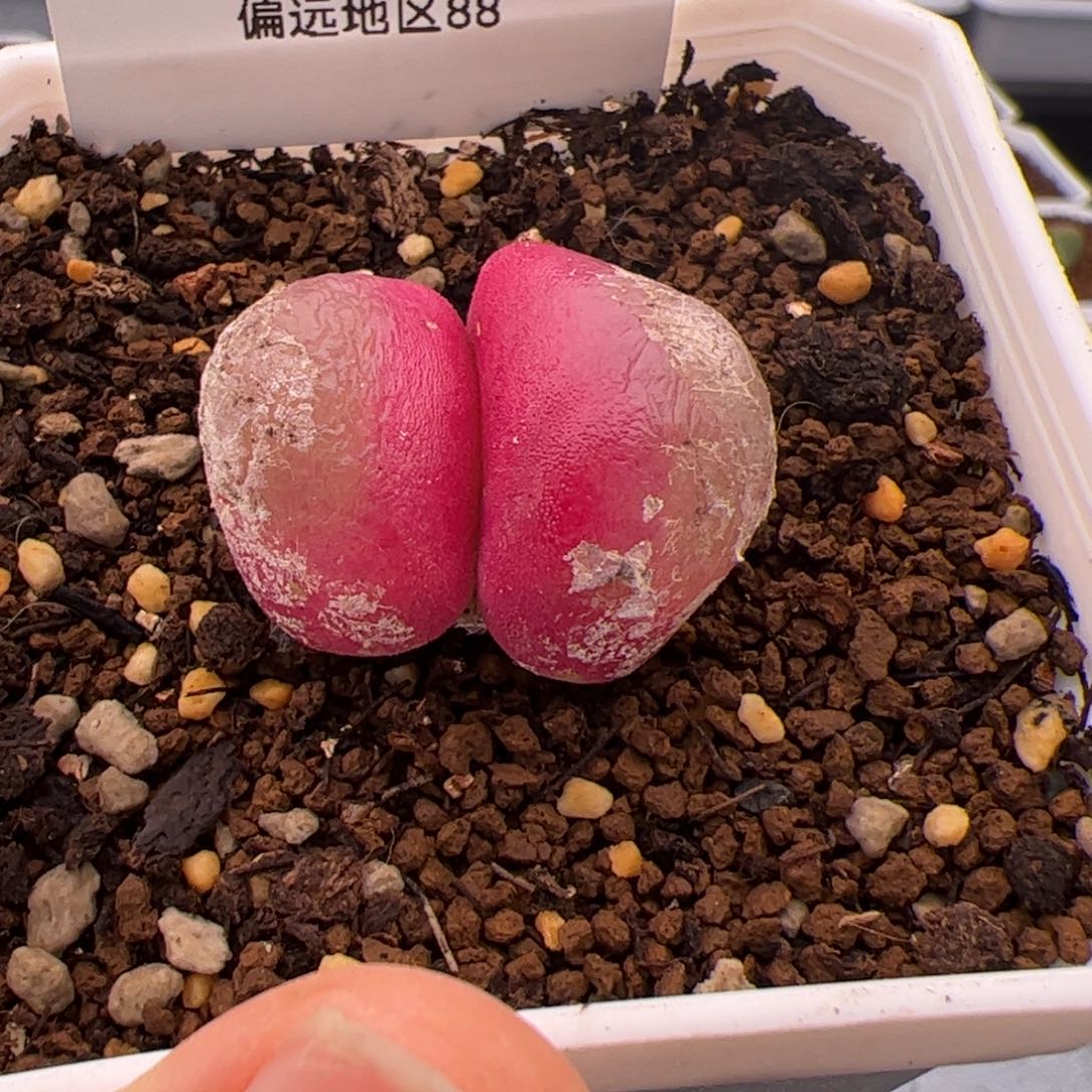 192号大灯泡2.9公分2.8多肉