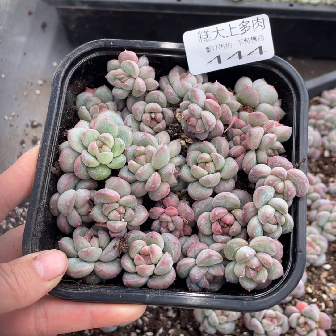 糕大上多肉植物444