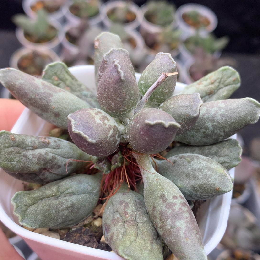 紫海豹 一物一拍包邮