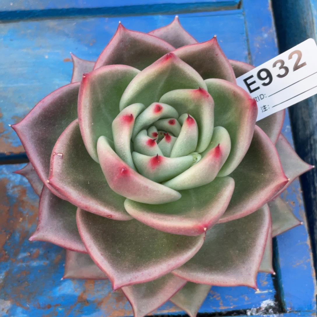 无花朵若如东云组拍E932