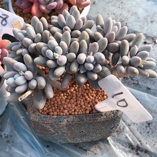 我是第一百个为妖姬应援哒啦