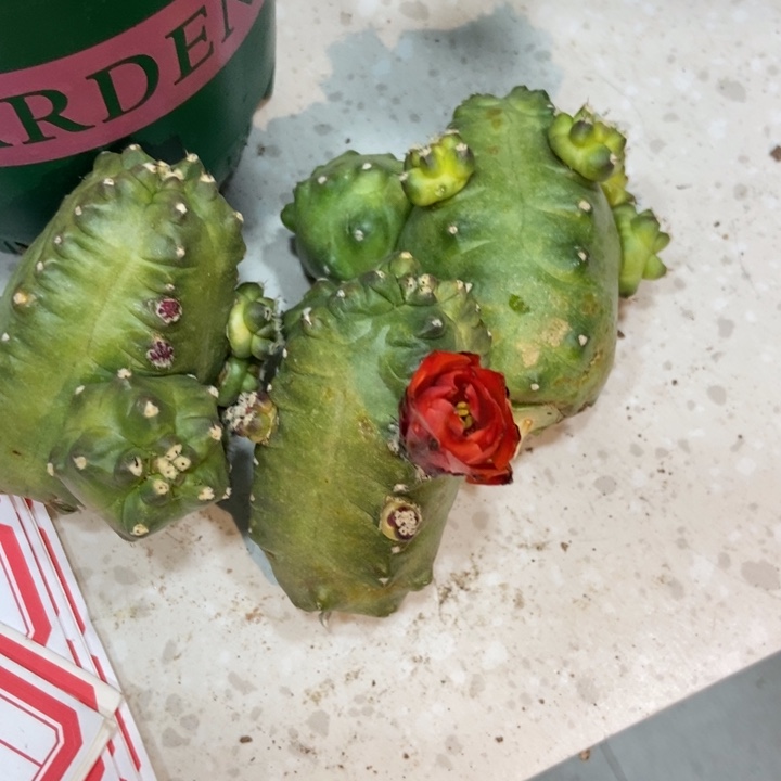 仙人球橙花桃太郎母头一个