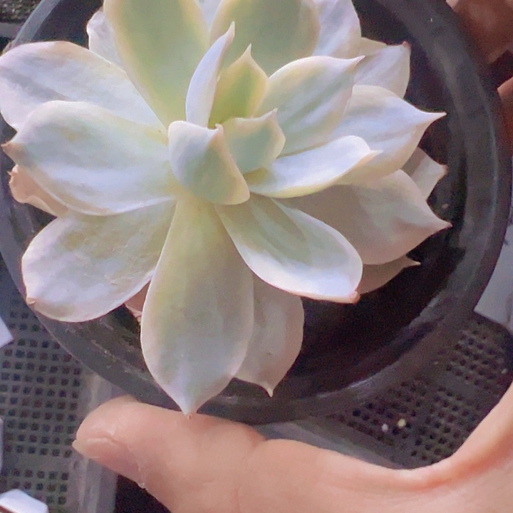 皮氏锦精品多肉植物