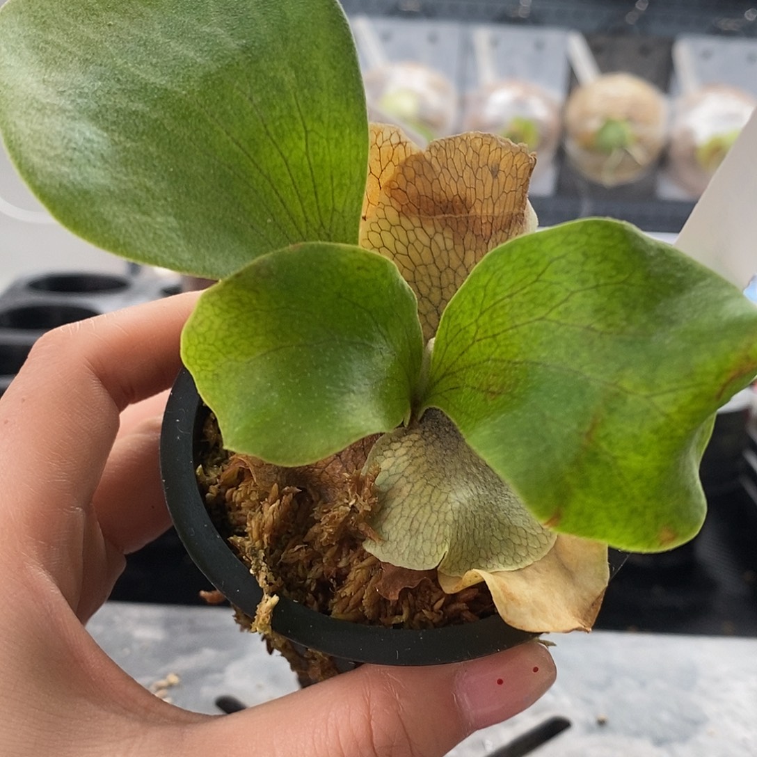 无花朵风神鹿角蕨
