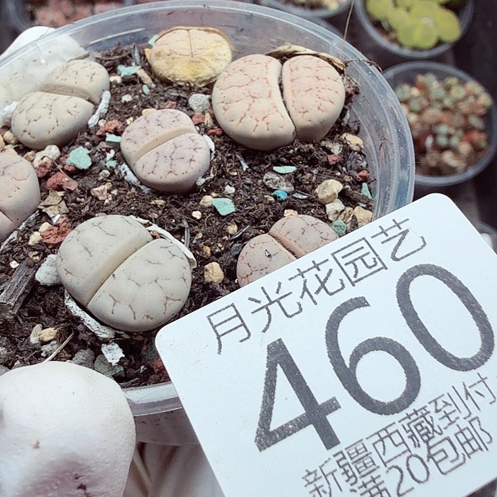 混****这个我是很看好啊哈哈460