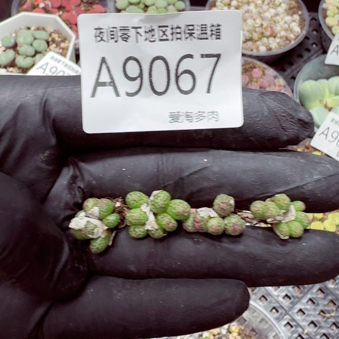 9067–零下地区需拍保温箱