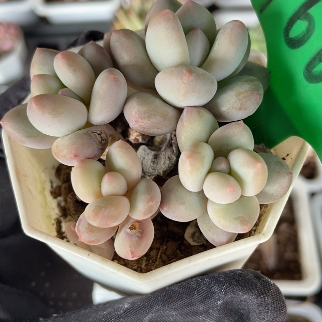 1666香水多肉植物保护