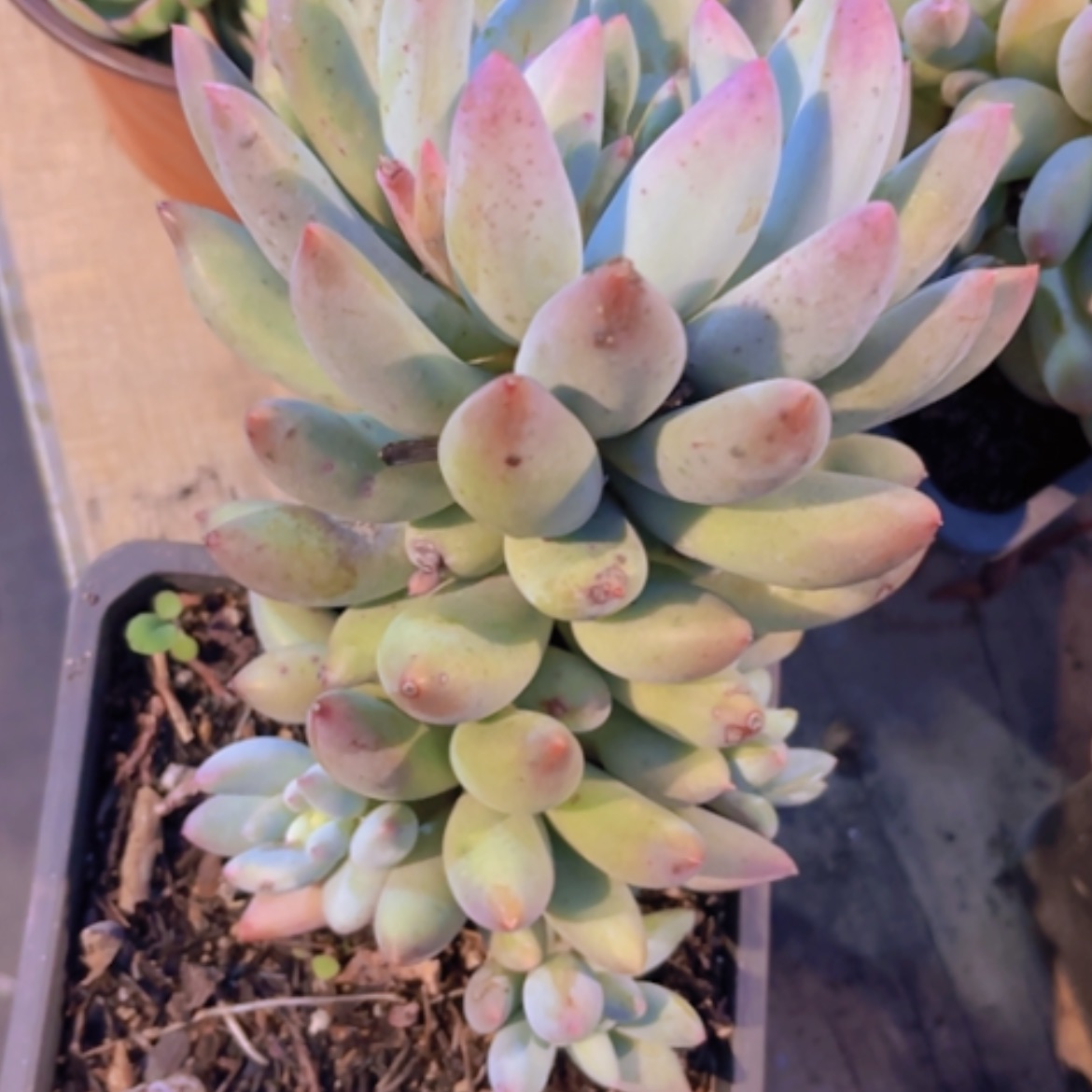【闪购商品】所罗门29252