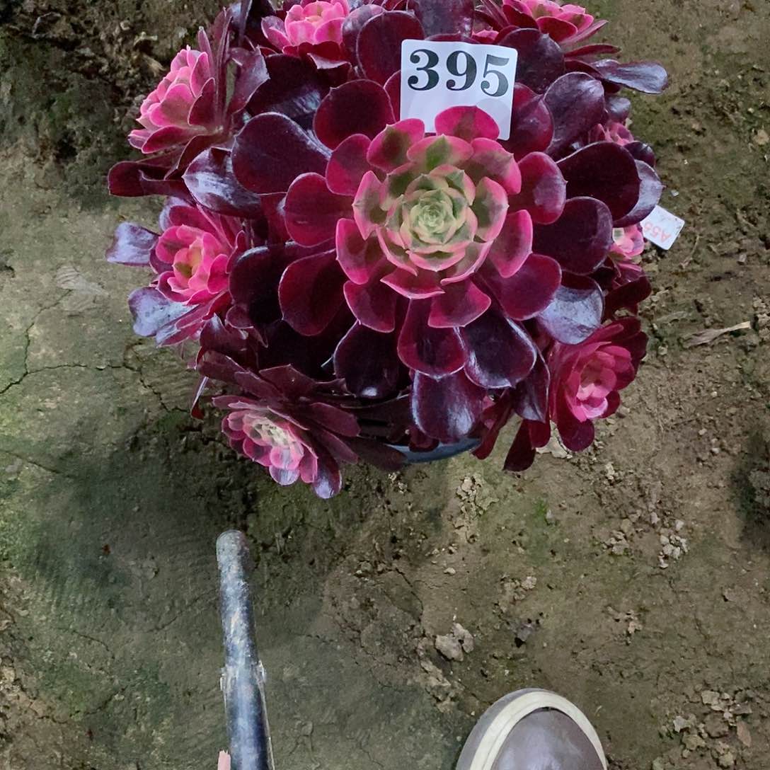 有伤美杜莎395多肉法师