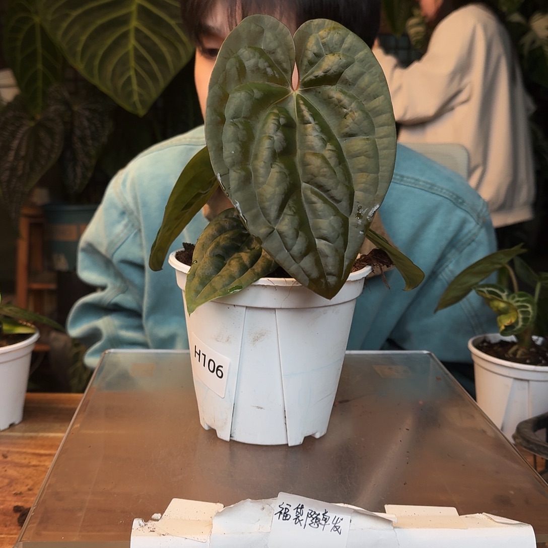 h***2不开花植物H106戴斯杂奢华