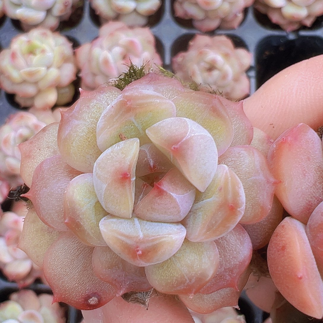 红恋5颗19包邮多肉