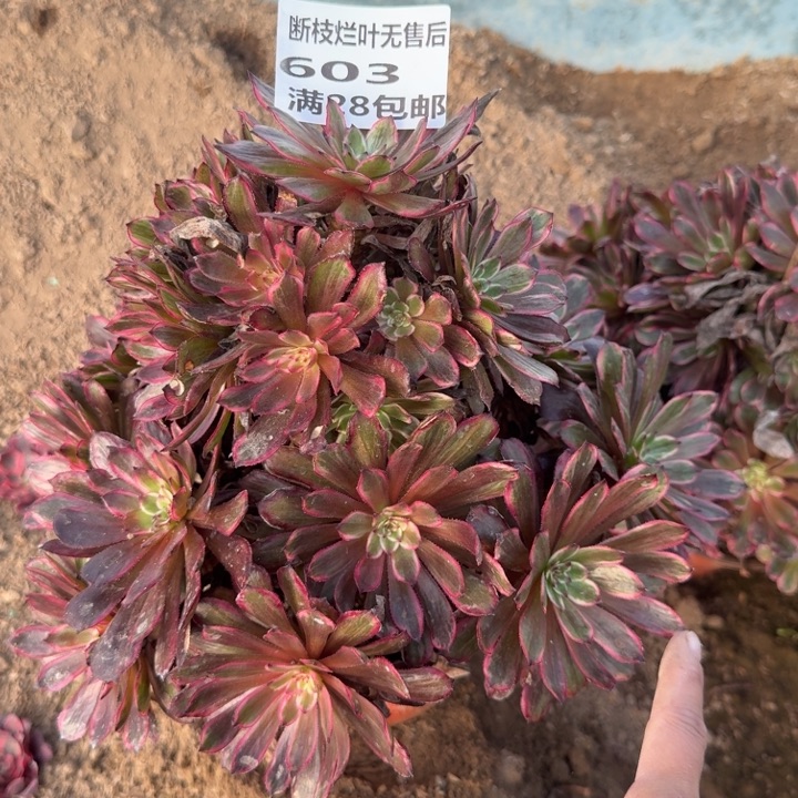 603二号棚紫霞仙子c