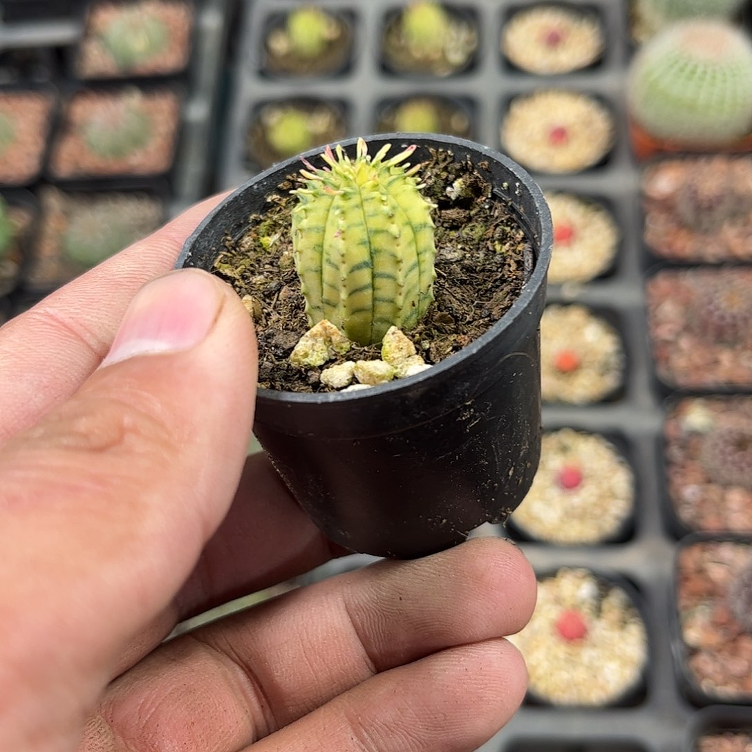 布纹球锦单头发货单头