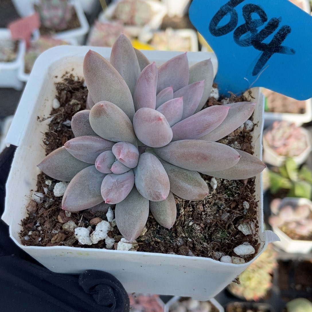 684哥特多肉植物386