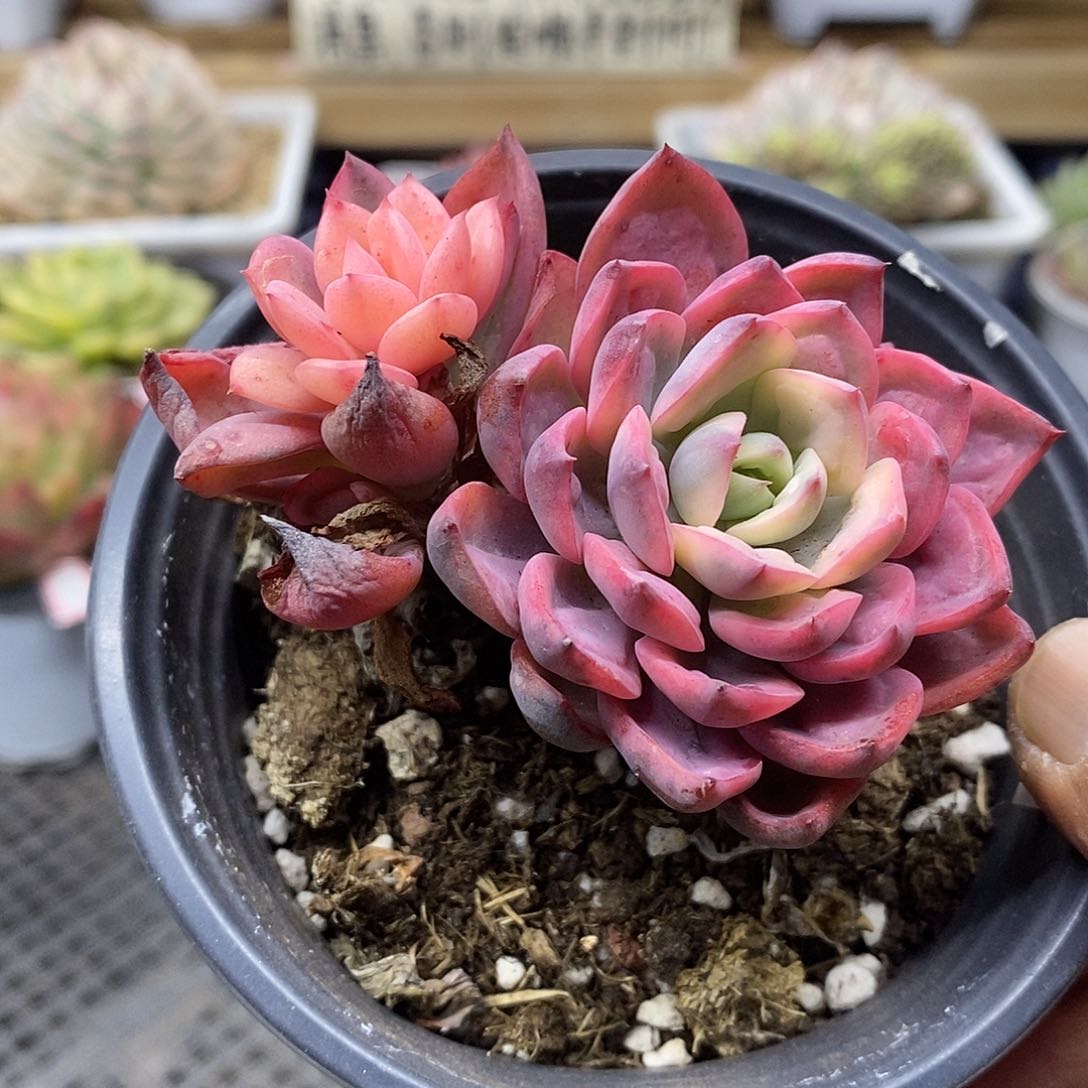 0991 优选雨滴锦