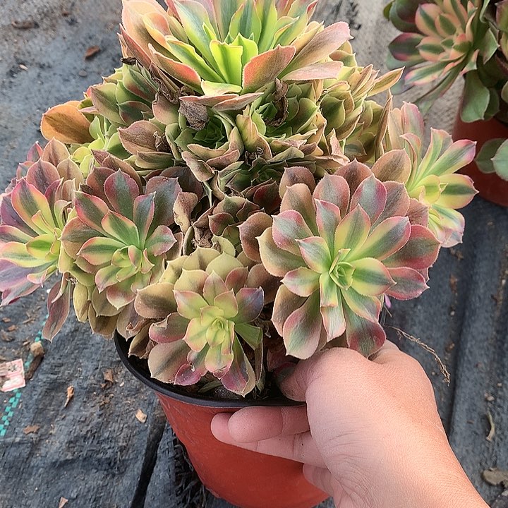 758红袖多肉植物