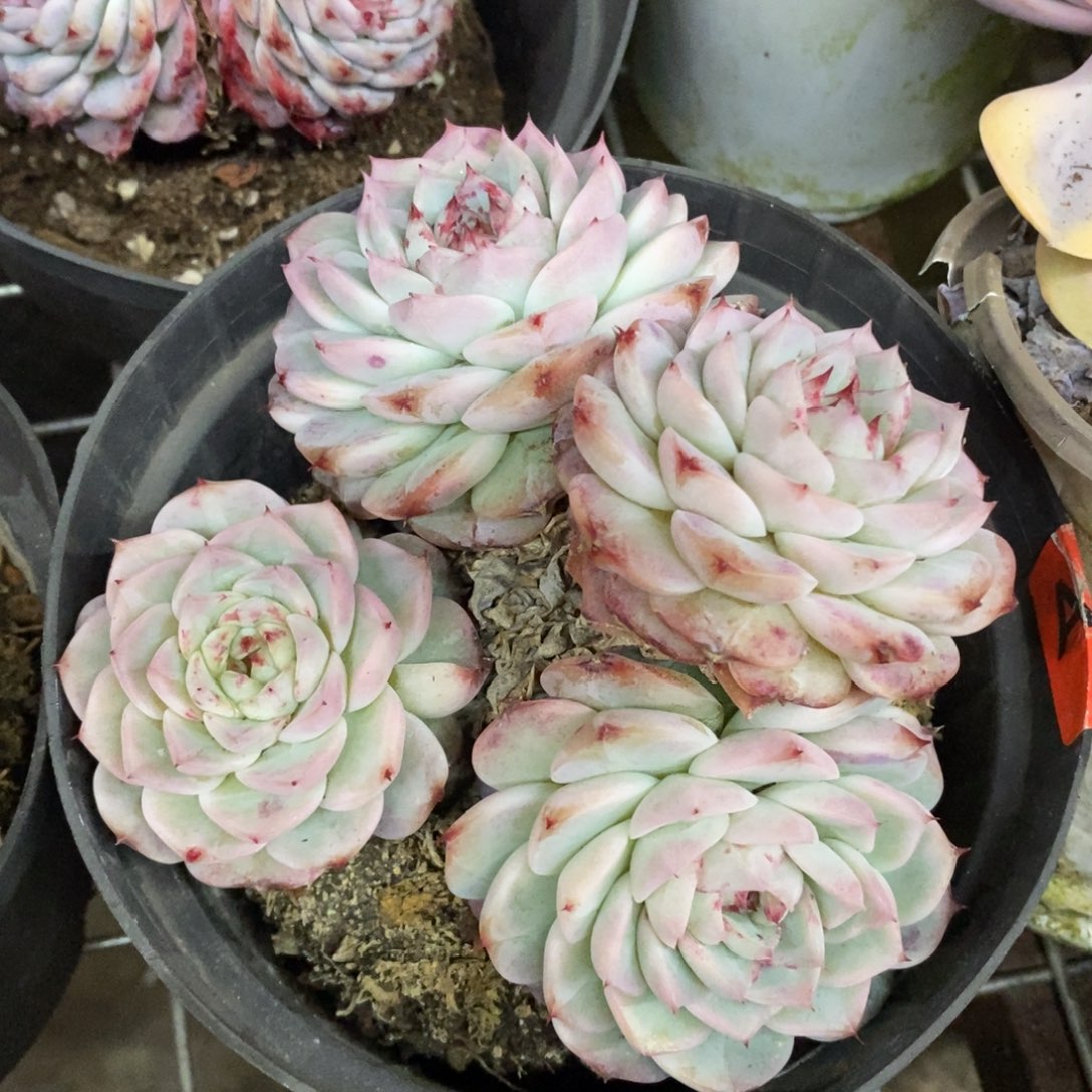 天鹅绒四头起发老桩