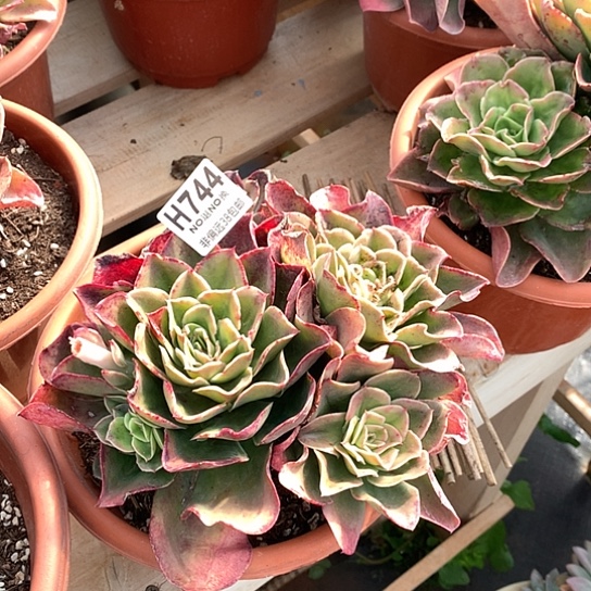 迷雾森林自然群744 亏本处理退款拉黑7-8天发货