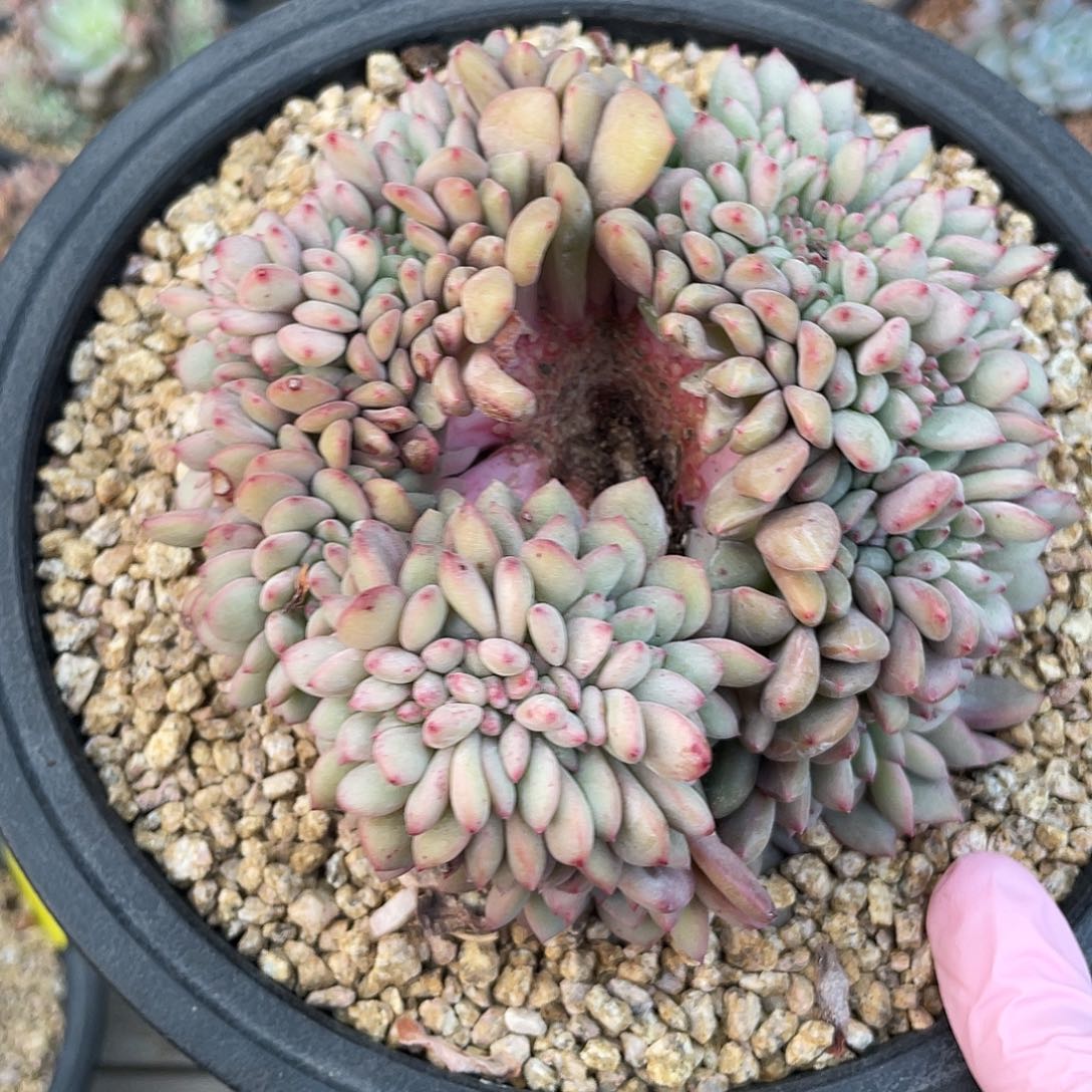 爱丽儿缀化一个，实生，无砍无摘