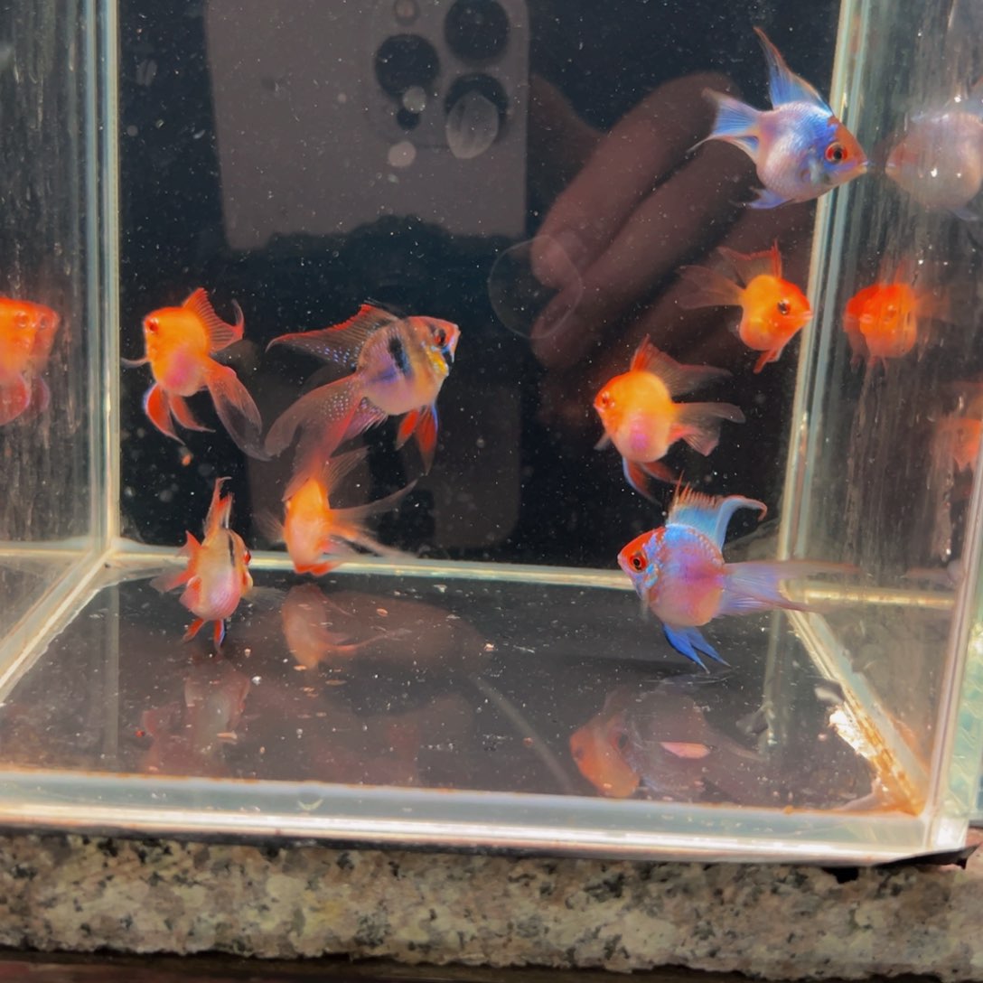 短鲷鱼蓝凤各一对加金波两对