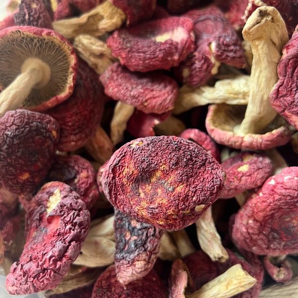 云南野生新货红菇干货汤鲜味美炖汤食材朵朵精选肉厚不支持试吃