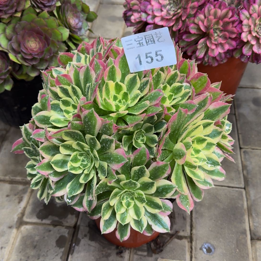 幸*多肉植物155白凤